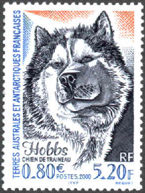 taf0012 chien de traineau